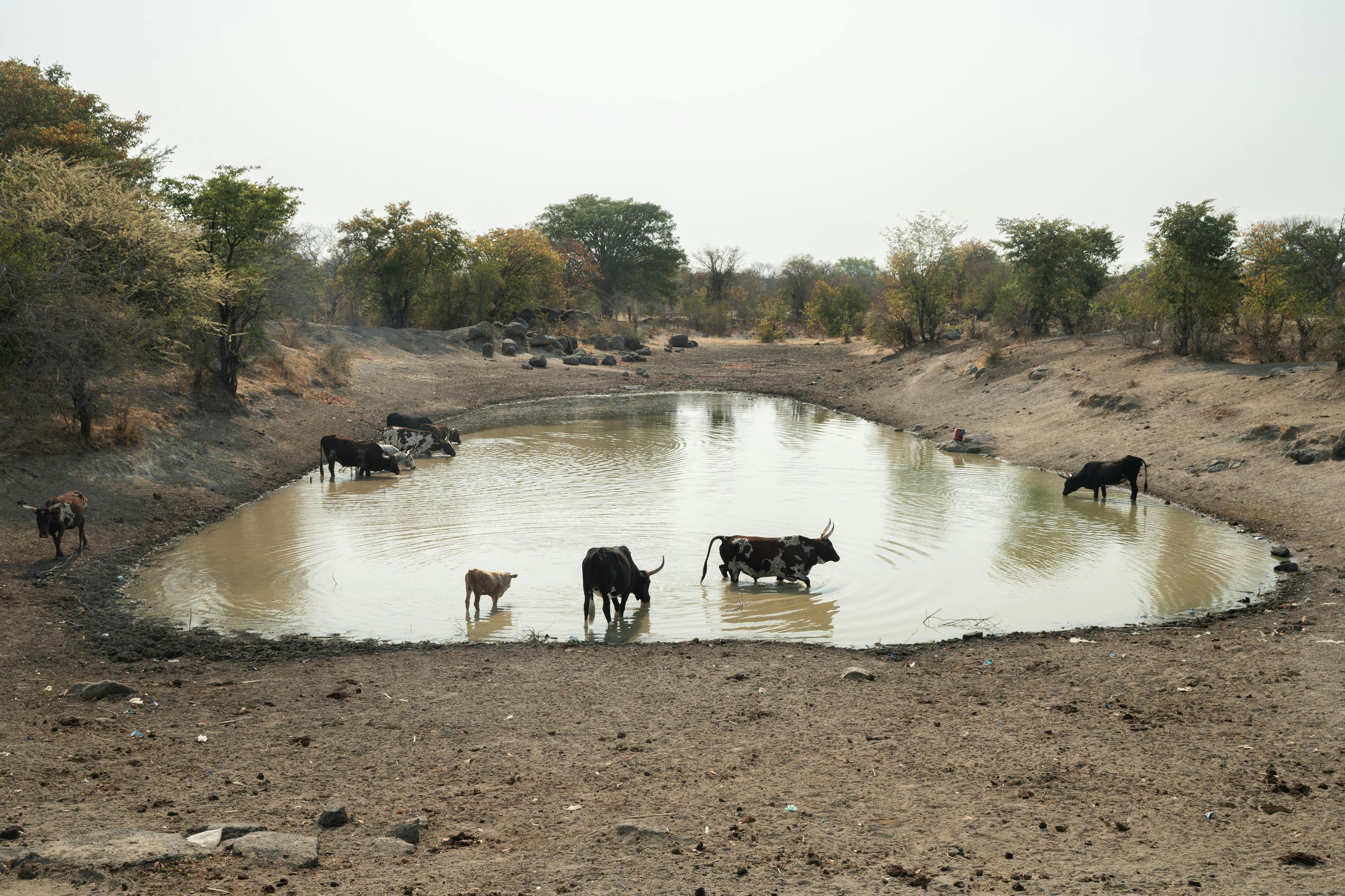 Cattle quench their thirst at a watering hole. To support Africa’s growing population on a climate resilient development pathway, the continent must use natural resources like land and water efficiently and sustainably.  