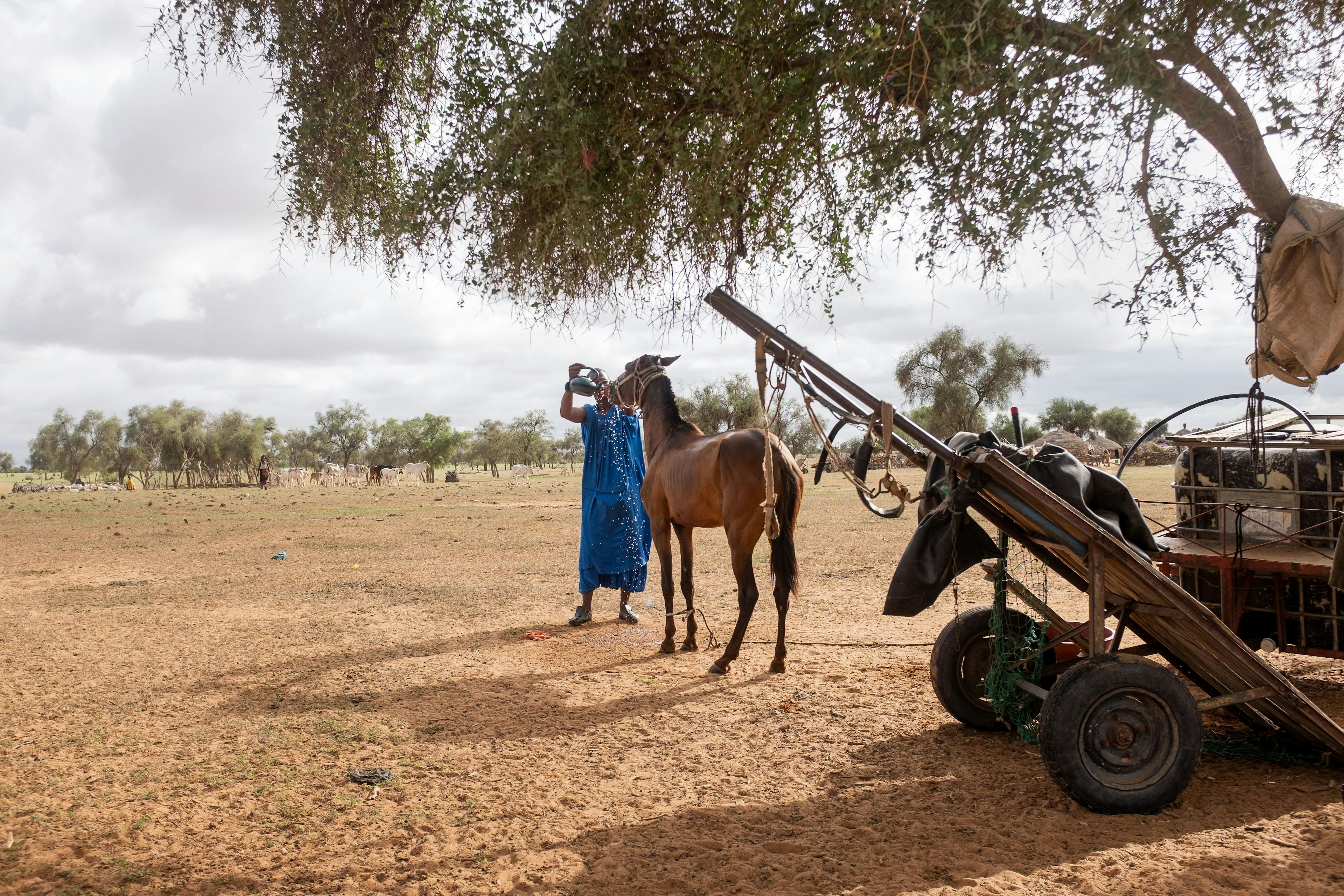Pastoral Ways | Africa Climate Mobility Initiative