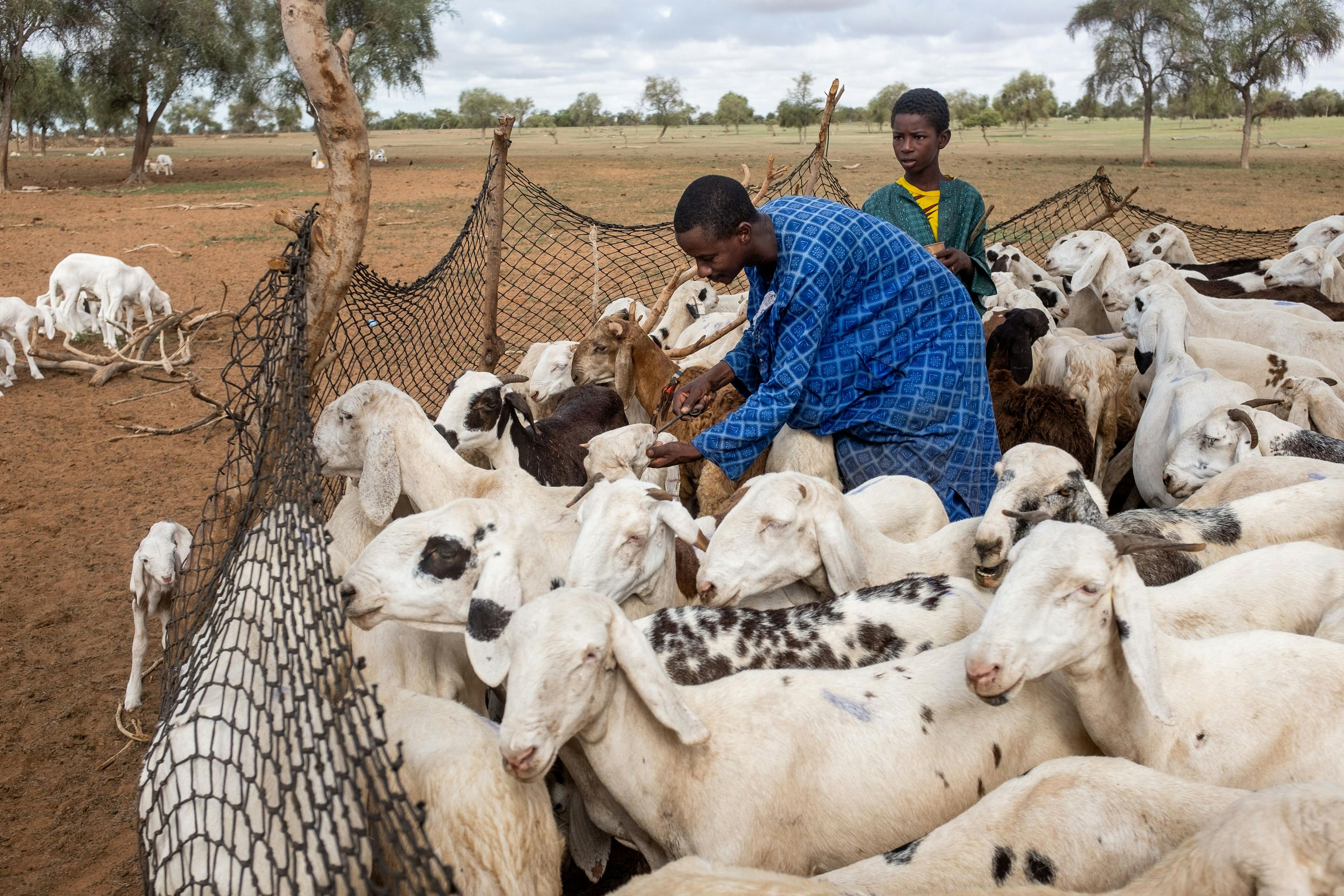 Every three months, Fulani herders check their flocks for sickly animals, and treat them for common parasites and diseases. Pastoralists will have to cope with more livestock deaths and price shocks caused by diseases and heat stress.  