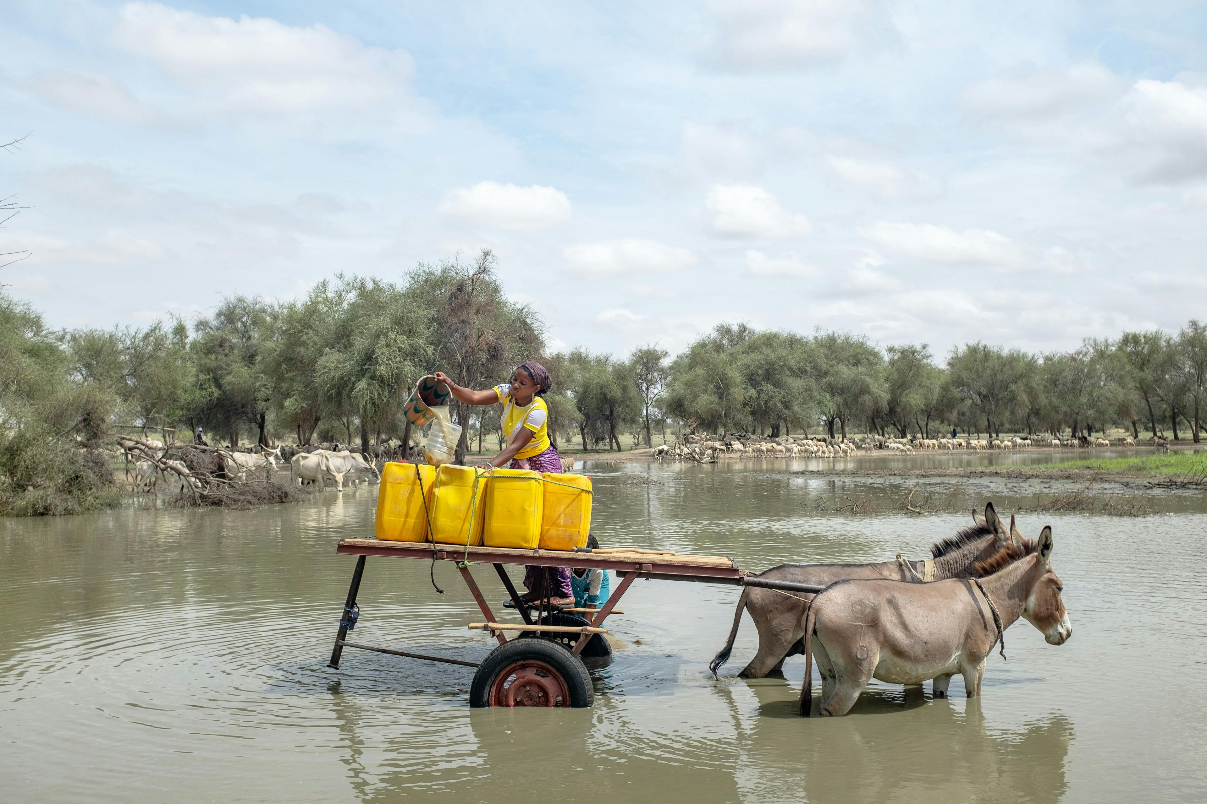 Women’s work: a heavier burden. When climate disruptions drive farmers to move, this often splits families. Women are less likely to migrate, and face additional burdens when they stay behind. Here, a Fulani woman tends to her domestic duties — fetching the family’s water — while the men herd the flocks.