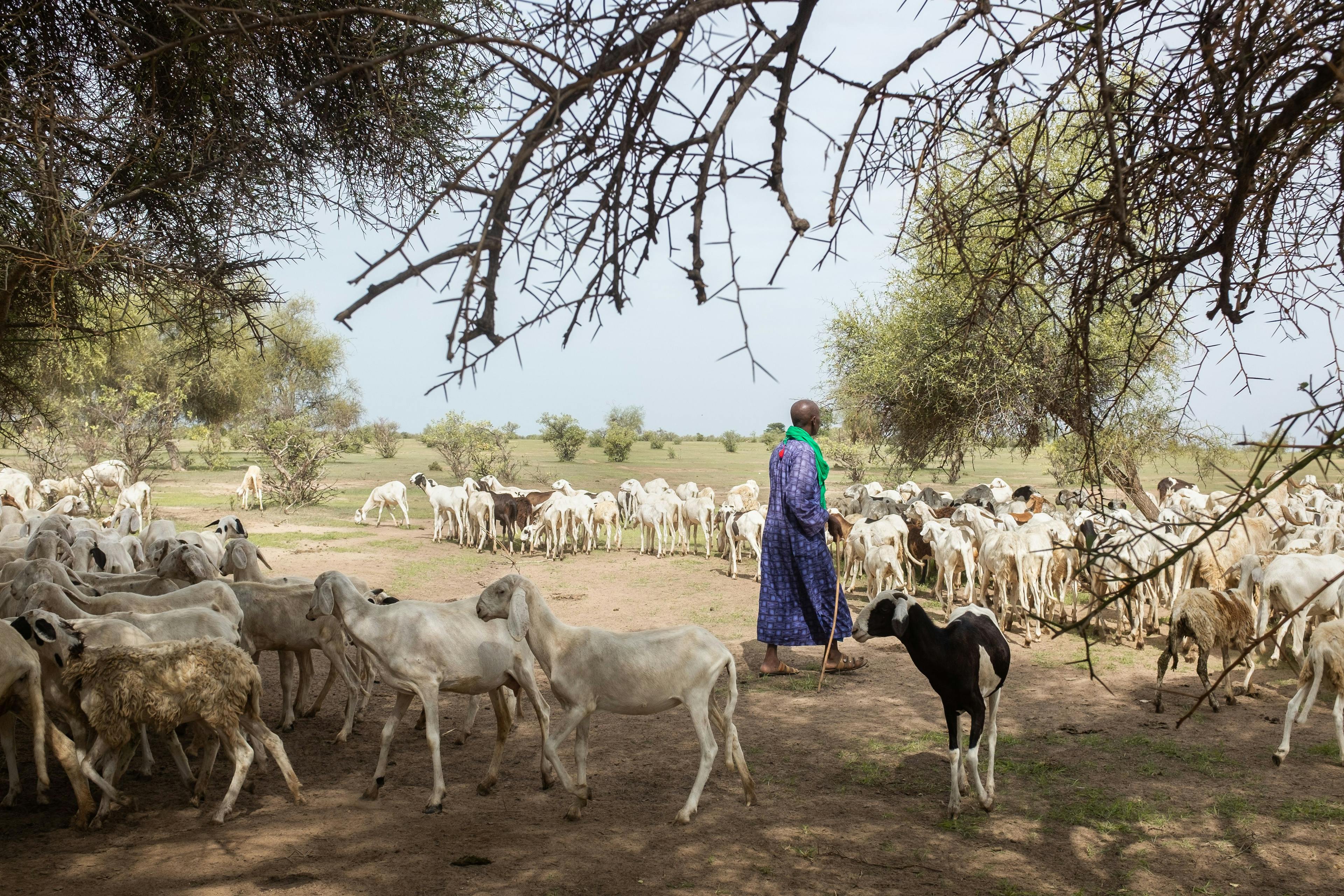 Different farmers’ flocks mix at a watering hole as the animals jostle to drink. Shepherd Samba Ly (62) checks that all his animals are accounted for. As more pastoralists settle down to farm, tensions with those who remain herders may arise.